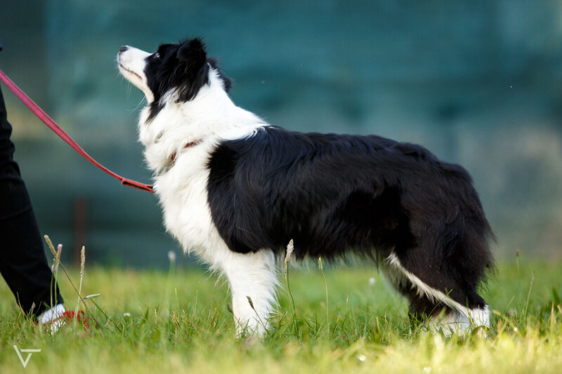 Fancy_Jolly_Dog_Moravia_1