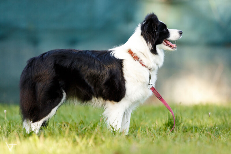 Fancy_Jolly_Dog_Moravia_2