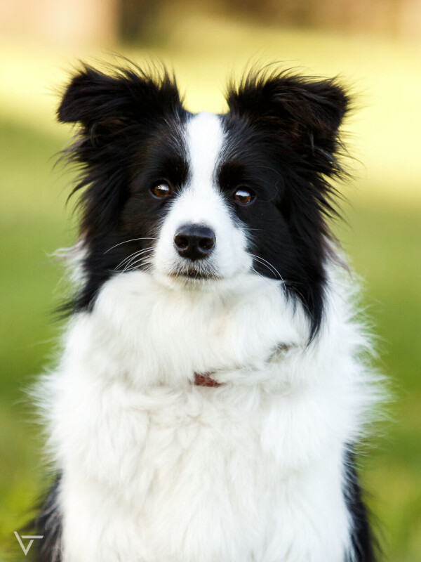 Fancy_Jolly_Dog_Moravia_9