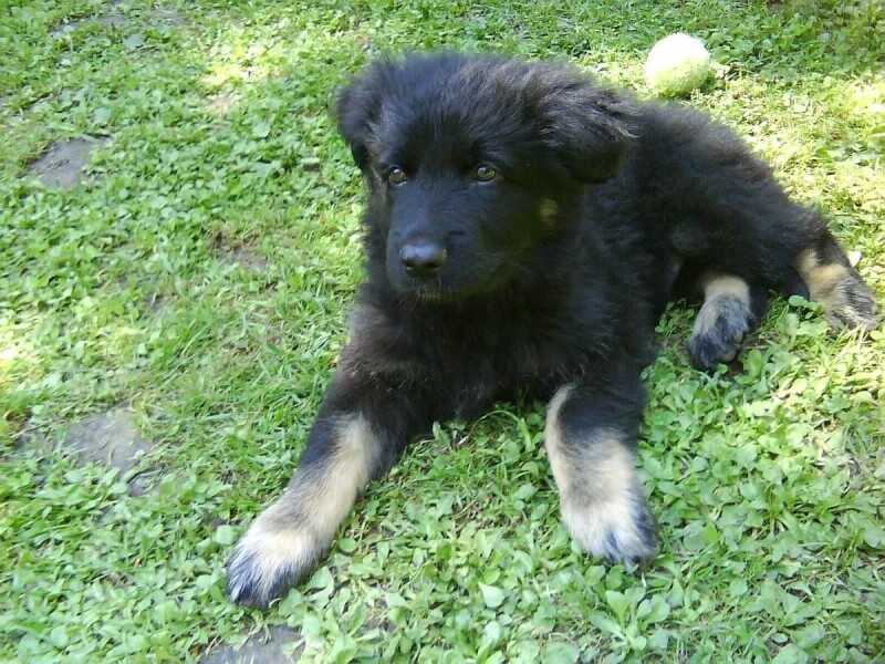 Asko_