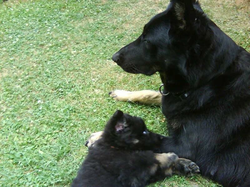 Asko_u_mamy